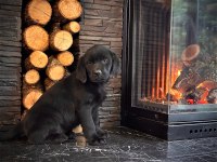 İri patileriyle gerçek labrador retriever yavruları