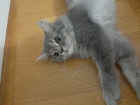 British longhair yavrumuza ömürlük yuva arıyoruz