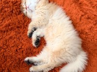 3 aylık british longhair NY11 evde bakılıyor