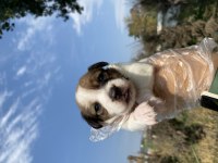 Jack Russell yavrularımız