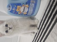Sevimli british longhair Kedicik