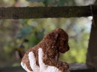 Red Brown Toy Poodle