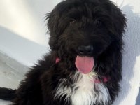 black russian terrier