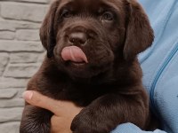 Labrador Retriever Yavruları Muhteşem Formda