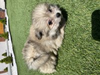 Pomerian ve Maltese yavrular