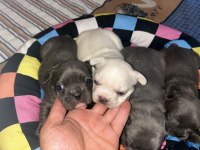 FRENCH BULLDOG FLUFFY