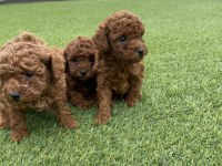 Poodle yavrular