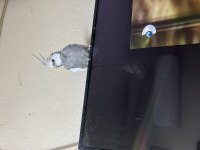 Wifi sultan babacanı erkek