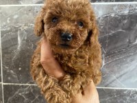 Orjinal minyatür toy poodle yavrular