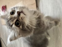 British Longhair Persian 1,5 Aylık Oyun Hastası Yavru