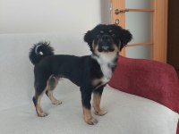 1,5 yaş Terrier Mix Erkek