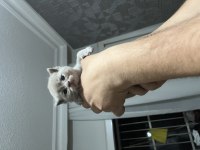 Minik scottish fold bebeklerim