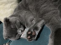 Scottish fold 5 aylık