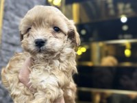 Maltipoo yavrusu köpeklerimiz