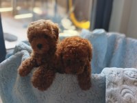Ev üretimi poodle bebekler