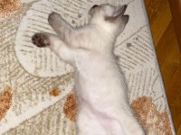 British Shorthair Yavru