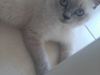 2 yaşında british shorthair kedimiz yuvasını arıyor