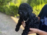 Lekesiz Black Poodle A Kalite