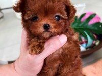 Orijinal Kore yavrular Türkiyede tek poodle