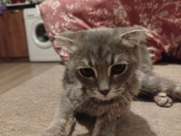 4 aylık scottish fold yavru
