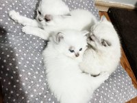 27 mayıs doğumlu 4 adet yavru scottish fold