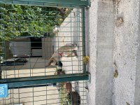 Yavru belçika kurdu (malinoisi)