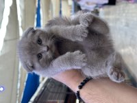 Wc Eğitimli Oyuncu Scottish Fold