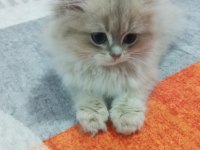 Saf kan British Longhair Blue Golden yavrular