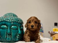 İstanbul Uygun Bütçeli Kapıda Ödemeli Maltipoo