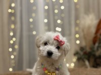 Yavru terrier pamuk gibi bir dişi