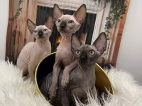 Sphynx sfenks tüysüz dişi erkek yavru