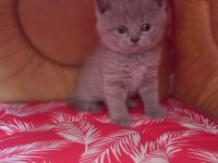 Erkek british shorthair kedilerimiz sağlıklı kaliteli