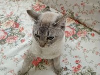 British Shorthair Ücretsiz Sahiplendirme