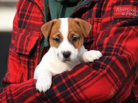 FCI-KIF Uluslararası Şecereli Jack Russell Yavrular (smooth)