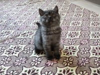 British shorthair kediler