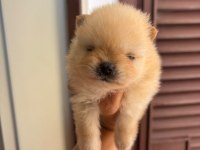 Pomeranian boo gülen yüz