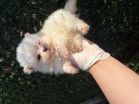 Pomeranian beyaz dişi yavru