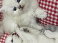 Bayram şekerleri kediler