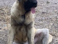 Köpeğimizi Sahiplendiriyoruz