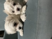 Kore Maltese Yavruları
