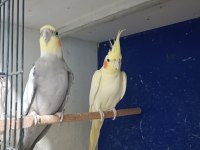 Grey lutino takım sultan papağanı