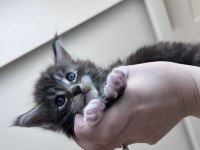 2 aylık dev maine coon