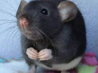 Rat - Dumbo Rat Yavrular ve Malzemeleri Adrese Teslim Var