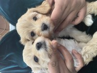 Toy poodle bebekleri