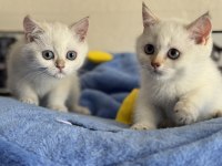 Ankaranın  en seçkin british shorthair yavruları