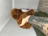 Kore red poodle