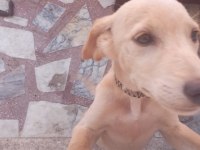 4 aylık golden dişi yavru
