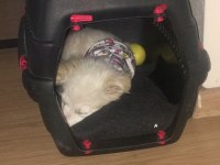 Dünya güzeli köpeğimiz arya