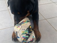 Rottweiler