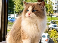 Ücretsiz Ragdoll Kedimiz